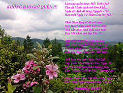 Click image for larger version

Name:	KHNG BAO GIỜ QUN.jpg
Views:	0
Size:	249.7 KB
ID:	2380569